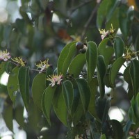 Mouriri guianensis Aubl.